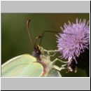 Gonepteryx rhamni - Zitronenfalter 10.jpg